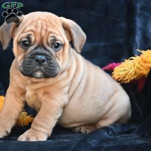 Bruno, Miniature Bulldog Puppy